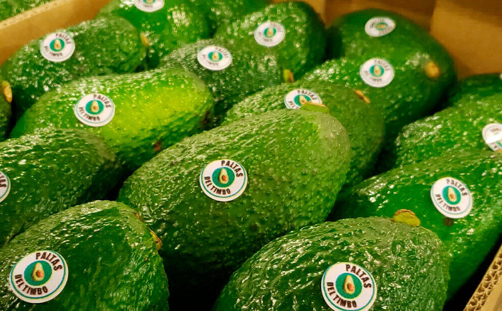 palta1-1000x620